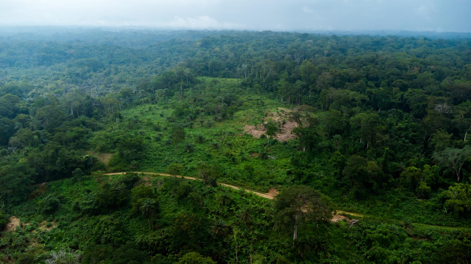 Rainforest in Bodiman, Cameroon